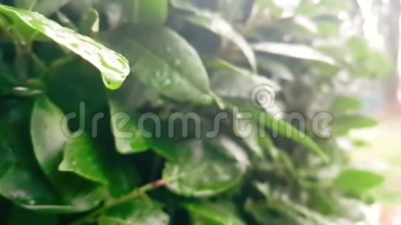 雨滴落下时绿叶和潮湿的细节慢视频的预览图