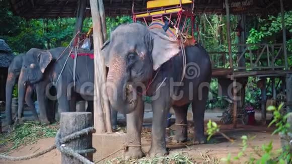 亚洲的大象农场旅行者和游客骑大象穿过丛林狩猎视频的预览图