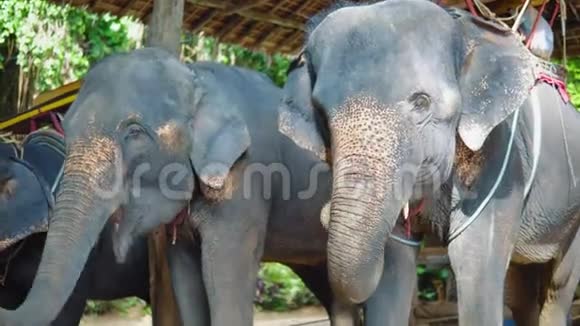 亚洲大象骑着游客穿过丛林大象农场大象饲养旅游视频的预览图