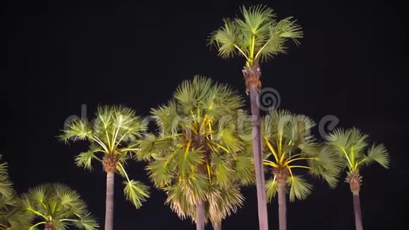 夜晚的棕榈树在城市的街道照明热带亚洲夜生活视频的预览图