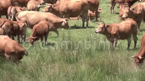 红牛在郁郁葱葱的草地上觅食视频的预览图