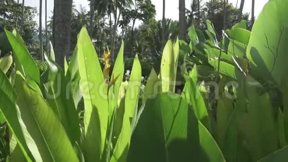 鹦鹉花热带花园中的植物花卉和其他花卉视频的预览图
