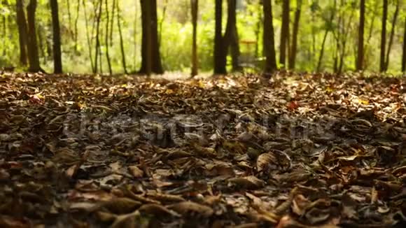 秋天森林系列镜头滑过覆盖着棕色叶子的秋天森林地板的地面视频的预览图