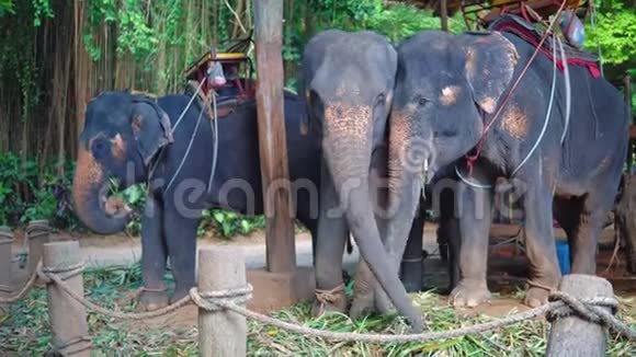亚洲的大象农场供步行游客使用动物为人们服务亚洲的旅游业视频的预览图