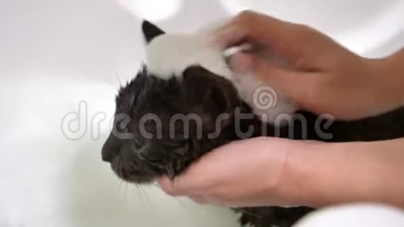 在浴室用肥皂洗灰猫视频的预览图