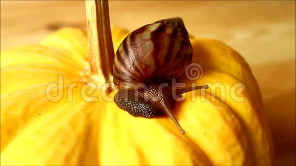 小棕壳蜗牛慢慢地爬在生机勃勃的黄色南瓜上视频的预览图