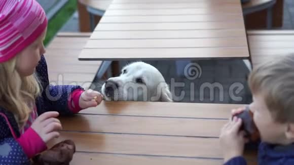 有趣的视频女孩在动物友好的咖啡馆里用薯条喂狗视频的预览图