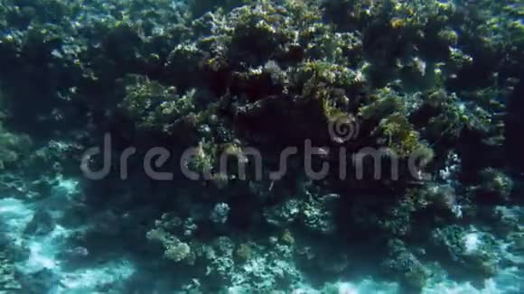 彩色珊瑚礁海底照明器及热带鱼群4k视频视频的预览图