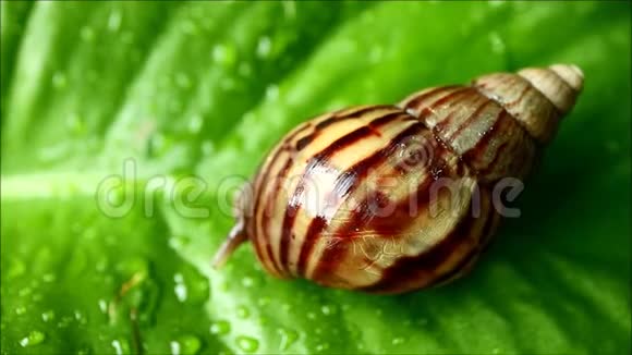 雨后棕色条纹贝壳蜗牛在充满活力的绿叶上缓慢地移动上面有水滴视频的预览图
