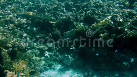 水下4K惊人的水下生物围绕珊瑚虫美丽的红海海景视频的预览图