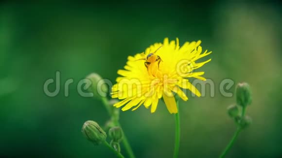 蜜蜂坐在蒲公英上授粉蜜蜂收集黄色花朵上的蜂蜜视频的预览图