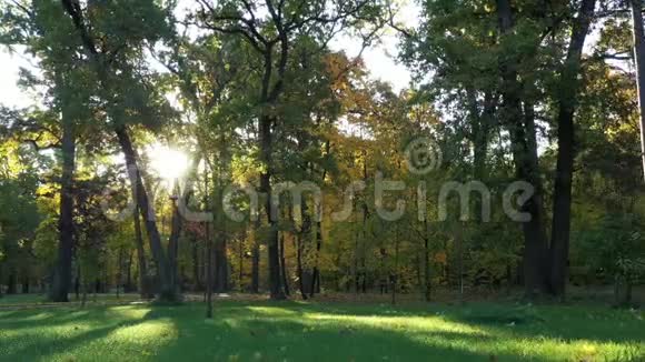 Bucha中央公园秋天的凉爽早晨视频的预览图
