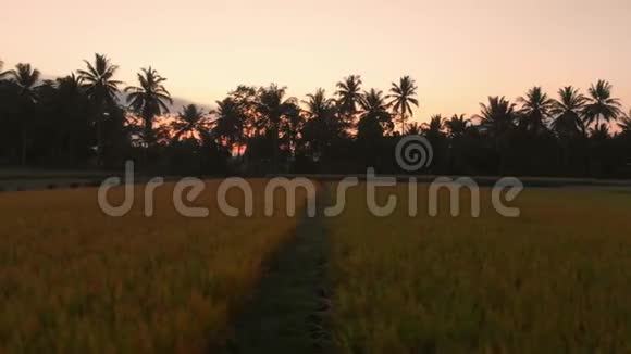 在巴厘岛日出或日落时用米台景观的鸟瞰视频的预览图