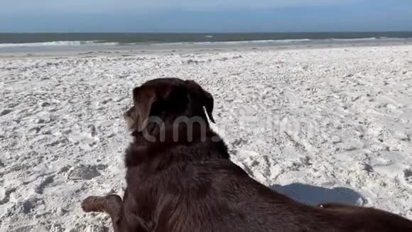 巧克力拉布拉多猎犬躺在海滩上观察墨西哥湾的景色和声音视频的预览图