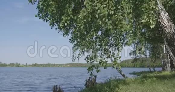 4K通过桦树的叶子向湖移动慢动作视频的预览图