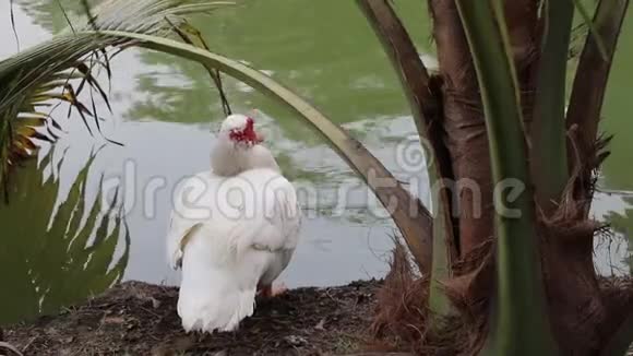 白云鸭坐在湖边和椰子树下视频的预览图