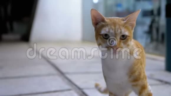 夜晚街头流浪的埃及红猫视频的预览图