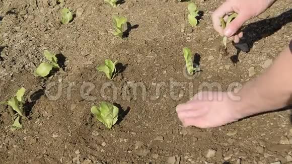 人工作物观用新鲜生菜种植视频的预览图