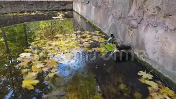 两根管道的来源更多的天空反射天空和树木视频的预览图