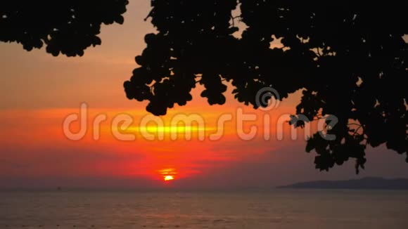 一棵大树的叶子剪影映衬着大海上明亮的夕阳时间间隔视频的预览图