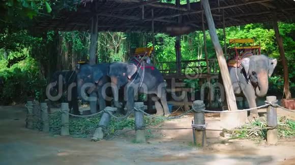 热带的亚洲象旅行者和游客的旅行骑着大象穿过丛林视频的预览图