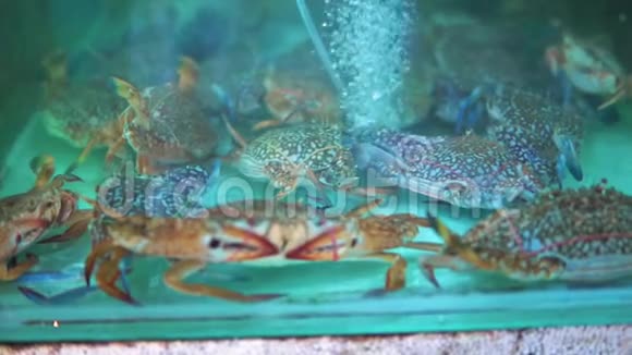 亚洲海鲜市场水族馆里的螃蟹正在等待买家餐厅或游客异国风味的菜肴和视频的预览图
