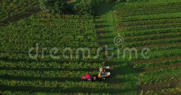 秋季用机械拖拉机在葡萄园收获葡萄的4k空中镜头视频的预览图
