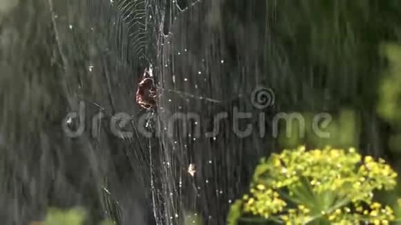 雨水溢出了水织网在早晨的阳光下蜘蛛视频的预览图