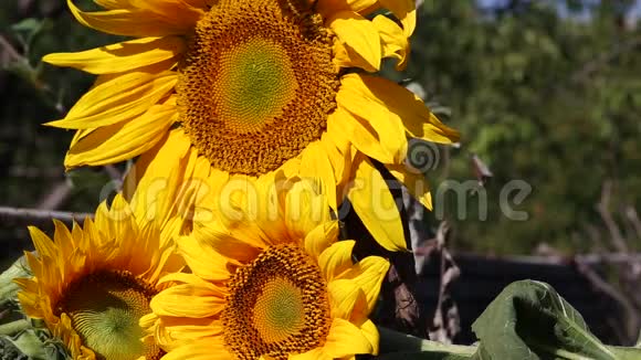 三朵向日葵视频的预览图