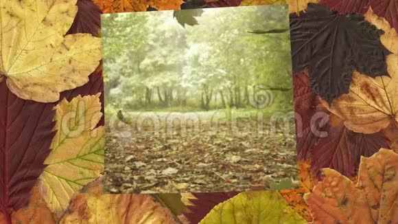 被秋叶包围的画面显示秋天落叶在森林中飘落视频的预览图