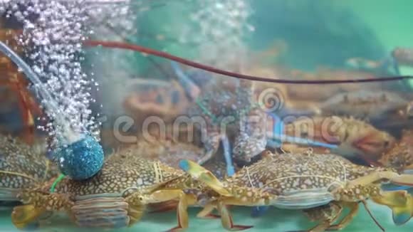 亚洲的街头美食水族馆里的螃蟹夜市上的美食美食家和餐馆亚洲的异国菜肴视频的预览图