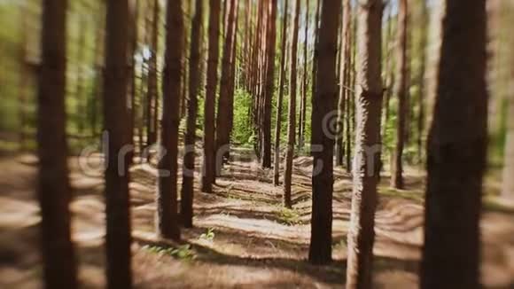 阳光阳光穿过森林中杉树的树干视频的预览图