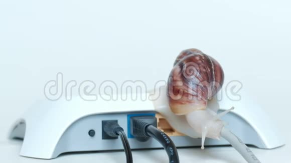 慢互联网连接和通过本地网络传输数据的概念蜗牛沿着连接的电线慢慢地爬行视频的预览图