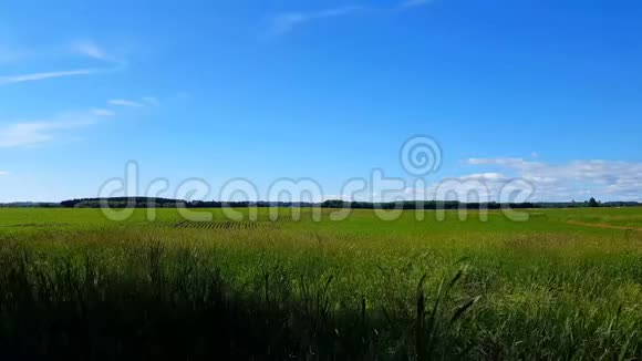 俯瞰郁郁葱葱的农村田野在农村的日子里随风吹长了草美丽的风景山水自然视频的预览图