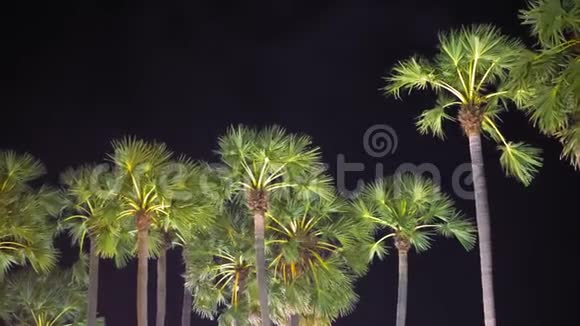 以夜空热带气候旅行和旅游为背景的棕榈树穿过夜城视频的预览图