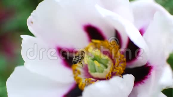 蜜蜂给白花授粉收获蜂蜜的季节视频的预览图