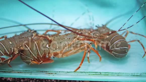 水族馆里的龙虾在亚洲的夜市上街头美食美食和餐馆异国风味的食物视频的预览图