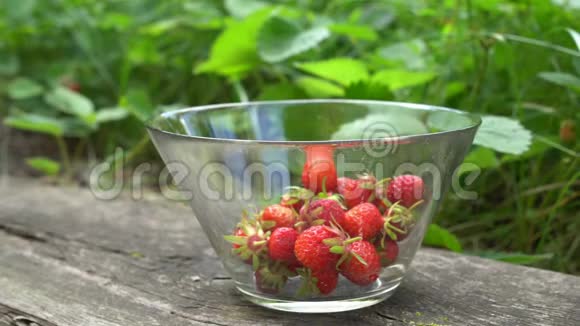 女人亲手采摘新鲜的有机草莓到英国老花园的玻璃碗里绿色的背景关闭视频的预览图