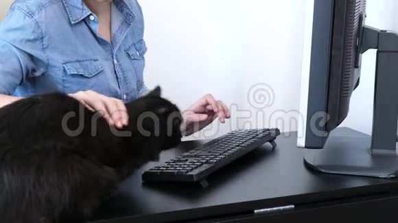 当她在电脑上打字时一只大黑缅因州的浣熊猫跳上了她的主人的办公桌视频的预览图