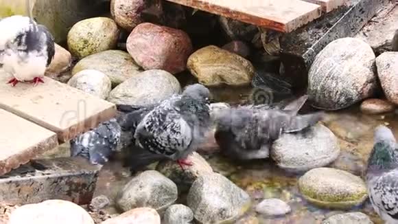 鸽子沐浴在源头视频的预览图