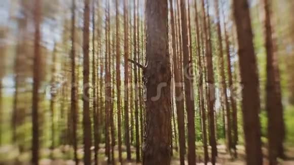阳光阳光穿过森林中杉树的树干视频的预览图