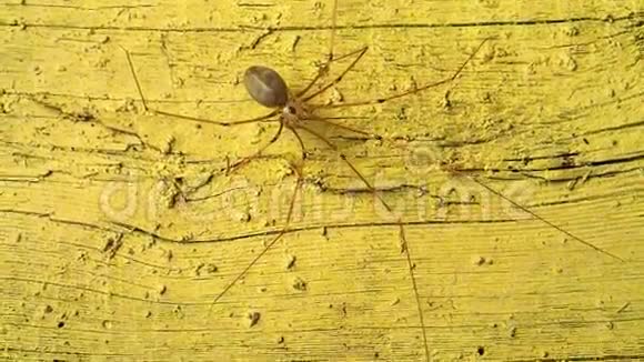 长腿蜘蛛在黄色视频的预览图