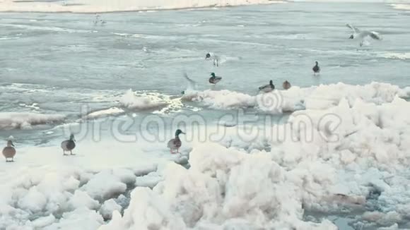 鸟海鸥和鸭子在冰河上视频的预览图