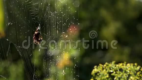 雨水溢出了水织网在早晨的阳光下蜘蛛视频的预览图
