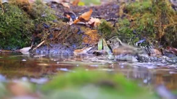 在森林秋日的水坑里漫步洗澡视频的预览图