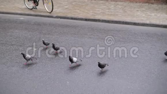 一个女孩骑着自行车把鸽子撒在路上视频的预览图