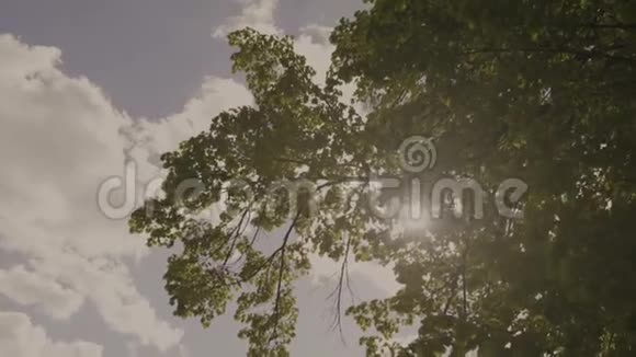 太阳阳光透过树枝和树叶照射进来视频的预览图