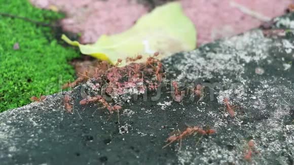 许多蚂蚁相互配合帮助蚂蚁的警觉和监测这是蚂蚁的性质视频的预览图