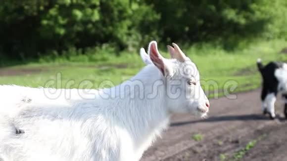 小山羊在草地上放牧白山羊看着摄像机视频的预览图