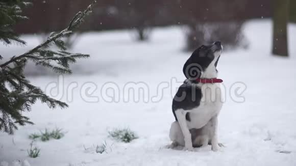 可怜的冰冻无家可归的小狗被雪覆盖的肖像饥饿的狼狗在寒冷的冬天失去主人不高兴视频的预览图